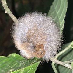 Ramphocaenus melanurus