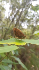 Heteronympha