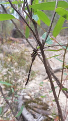 Austroaeschna pulchra