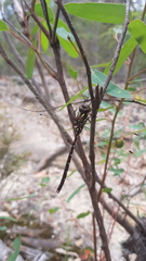 Austroaeschna pulchra