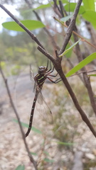 Austroaeschna pulchra