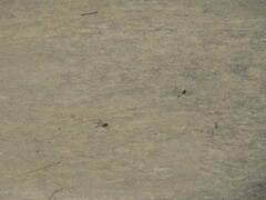 Gomphidae