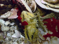 Heterocucumis godeffroyi