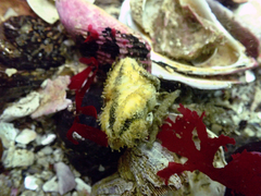 Heterocucumis godeffroyi