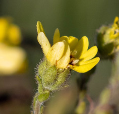 Hemizonia congesta lutescens