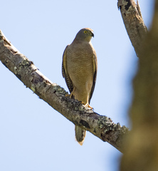Accipiter fasciatus didimus