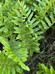 Polypodium californicum