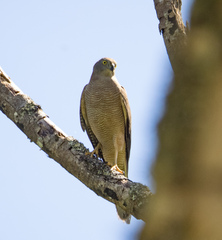 Accipiter fasciatus didimus