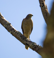 Accipiter fasciatus didimus