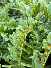 Polypodium californicum