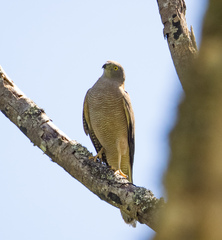 Accipiter fasciatus didimus