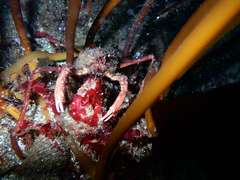 Eurypodius longirostris