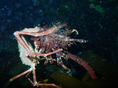 Eurypodius longirostris