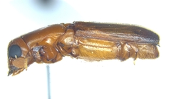 Euplatypus compositus