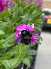 Xylocopa griswoldi