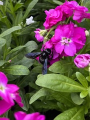 Xylocopa griswoldi