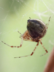 Cryptachaea veruculata