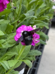 Xylocopa griswoldi