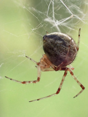 Cryptachaea veruculata