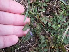 Erodium cicutarium