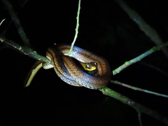 Dendrophidion percarinatum