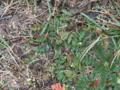 Erodium cicutarium