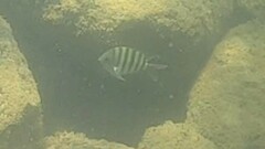 Abudefduf bengalensis