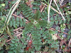 Erodium cicutarium