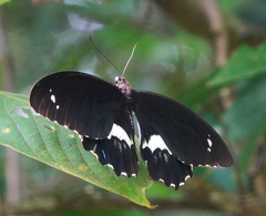 Papilio gambrisius