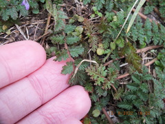 Erodium cicutarium