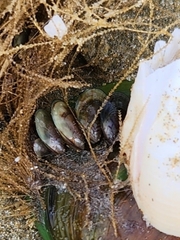 Perna canaliculus