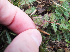 Erodium cicutarium