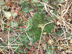 Erodium cicutarium