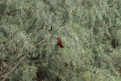 Cardinalis cardinalis igneus