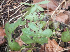 Polymnia canadensis