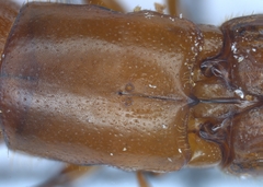 Euplatypus compositus