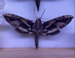 Xylophanes ceratomioides