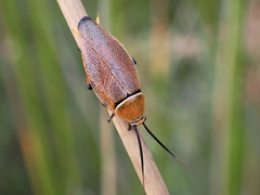 Ellipsidion humerale