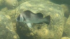 Plectorhinchus gibbosus