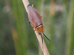 Ellipsidion humerale