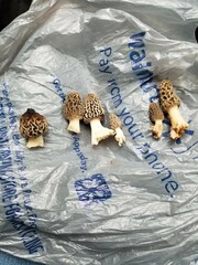 Morchellaceae