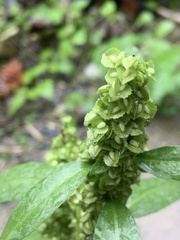 Rumex japonicus