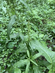 Rumex japonicus