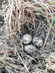 Rostratula benghalensis