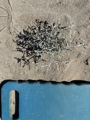 Psorothamnus emoryi emoryi