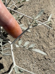 Psorothamnus emoryi emoryi