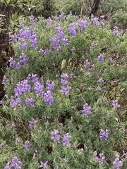 Lupinus pubescens