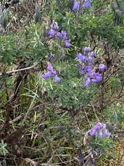 Lupinus pubescens