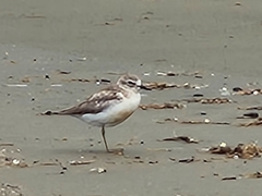 Charadrius obscurus aquilonius