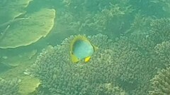 Chaetodon melannotus